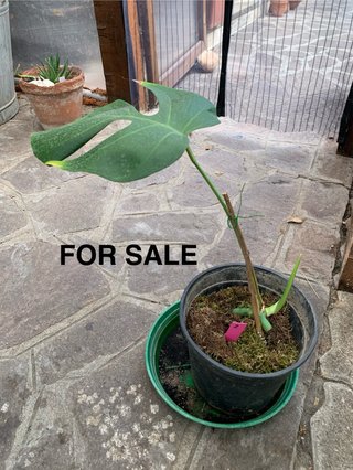 Monstera Sierrana - rara- talea già partita