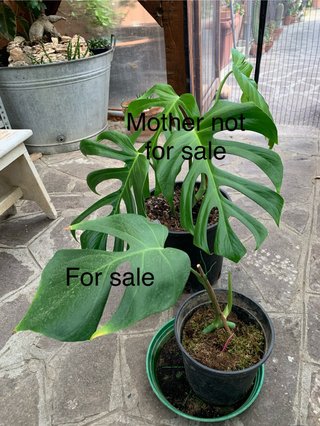 Monstera Sierrana - rara- talea già partita