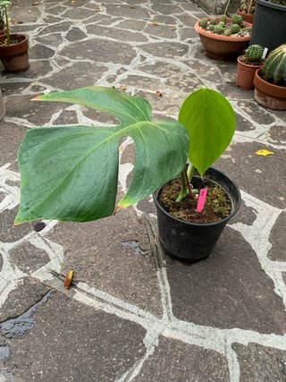 Monstera Sierrana - rara- talea già partita