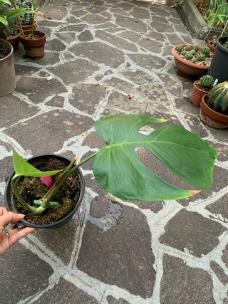 Monstera Sierrana - rara- talea già partita