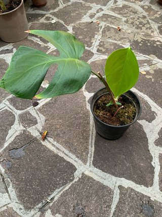 Monstera Sierrana - rara- talea già partita