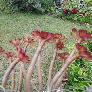 Esqueje Aeonium Rosa Negra
