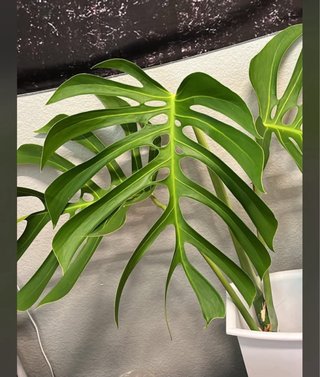 Monstera Sierrana - talea fresca gia  radicata 1