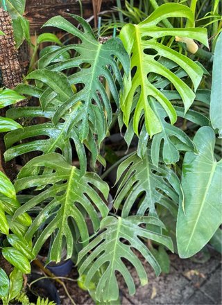 Monstera Sierrana - talea fresca gia  radicata 1