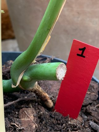 Monstera Sierrana - talea fresca gia  radicata 1