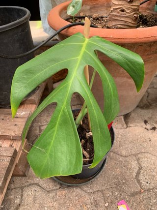 Monstera Sierrana - talea fresca gia  radicata 1