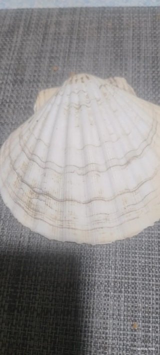 Bastones de madera para caminar