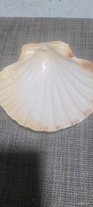 Bastones de madera para caminar