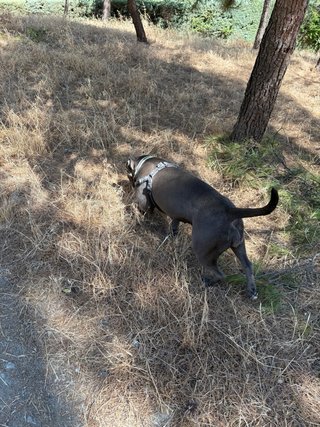 Paseo tu perro, o cuido tu mascota.