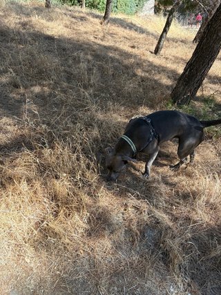 Paseo tu perro, o cuido tu mascota.