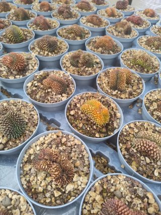 Gymnocalycium mihanovichii crestato