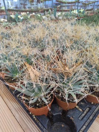 Leuchtembergia principis