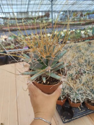 Leuchtembergia principis