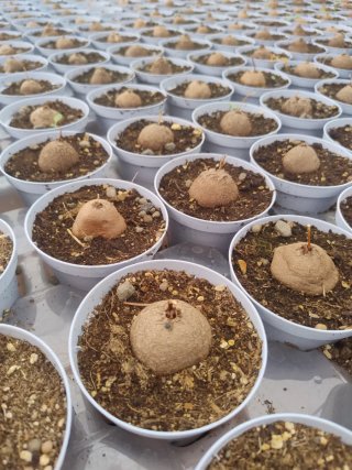 Testudinaria elephantipes - Pianta rara