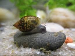 Lote 4 Plantas Acuario