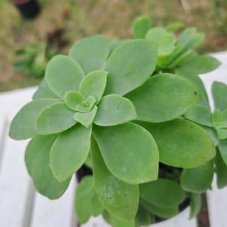 Sedum Palmery Planta Suculenta