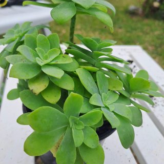 Sedum Palmery Planta Suculenta