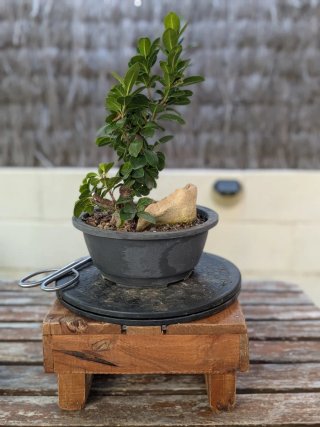 Pre Bonsái Ficus Microcarpa Mame con roca