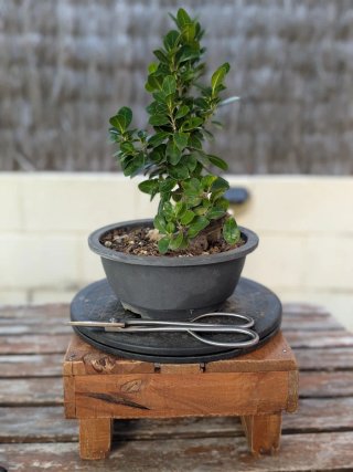 Pre Bonsái Ficus Microcarpa Mame con roca