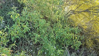 Terreno en venta en Pizarra