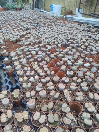 Lithops - Piante vive