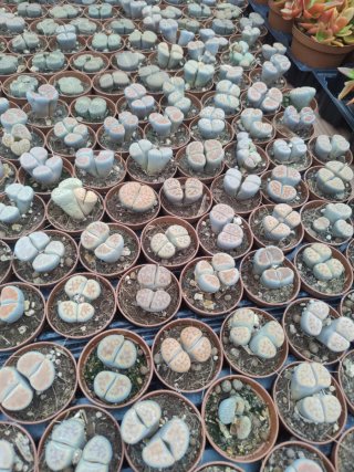 Lithops - Piante vive