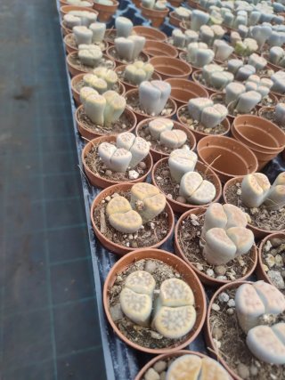Lithops - Piante vive