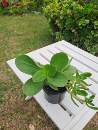 Crassula de las hadas con raíz