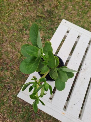 Crassula de las hadas con raíz