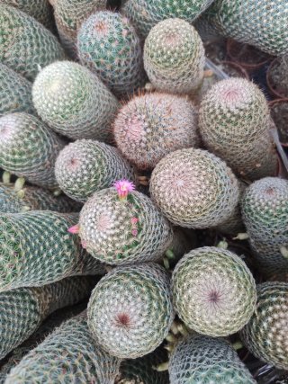 Mammillaria matudae