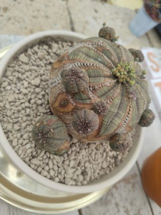 Euphorbia obesa pianta succulenta
