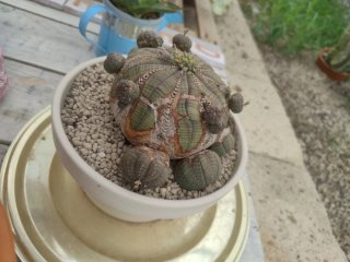 Euphorbia obesa pianta succulenta