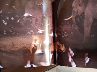LIBRO MEJORES FOTOGRAFIAS DE NATIONAL GEOGRAPHIC