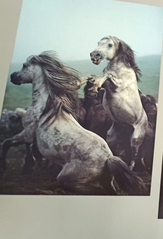 LIBRO MEJORES FOTOGRAFIAS DE NATIONAL GEOGRAPHIC