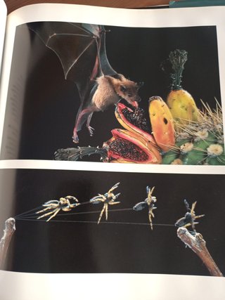 LIBRO MEJORES FOTOGRAFIAS DE NATIONAL GEOGRAPHIC