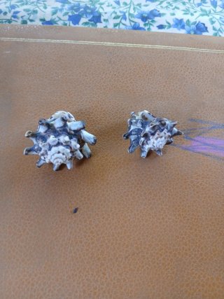 Anillos de concha marina (2 unidades)