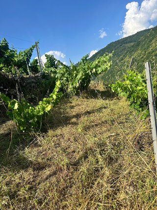 Desbroces,limpieza de fincas y trabajo forestal.