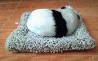 Oso panda realista con camita (Leer descripción)