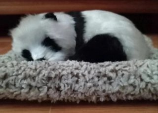 Oso panda realista con camita (Leer descripción)