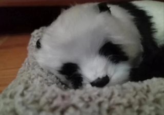 Oso panda realista con camita (Leer descripción)