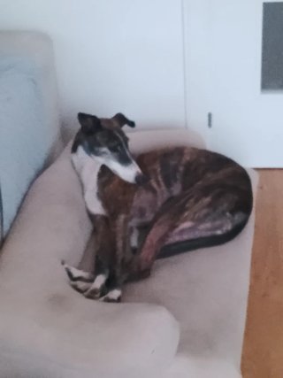 Cuido perros, hurones y animales exóticos