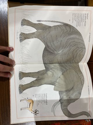 Inventario ilustrado de animais