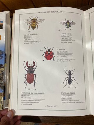 Inventario ilustrado de animais