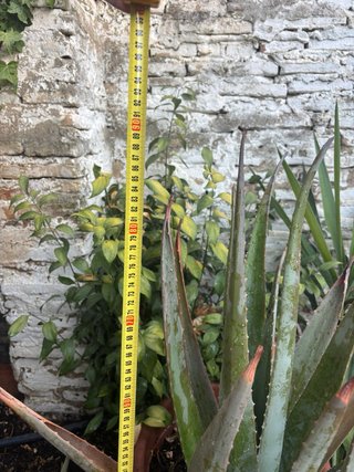 Planta Aloe Vera