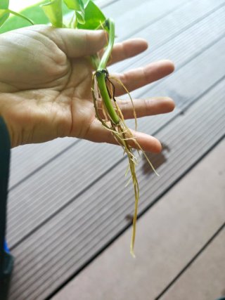 Esqueje de Philodendron Brasil