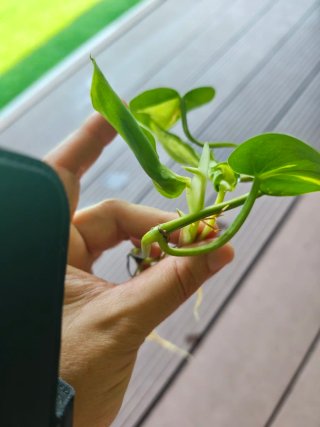 Esqueje de Philodendron Brasil