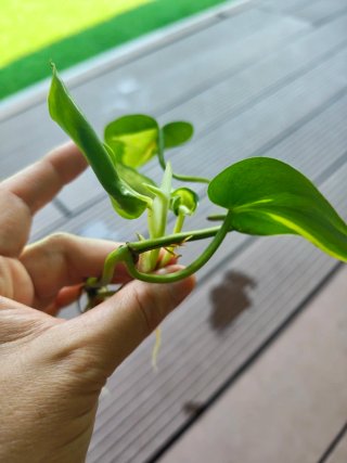 Esqueje de Philodendron Brasil