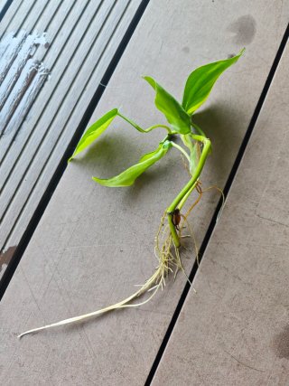 Esqueje de Philodendron Brasil