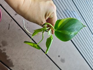 Esqueje de Philodendron Brasil