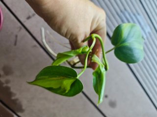 Esqueje de Philodendron Brasil